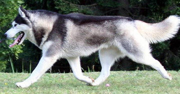 Regole di base per preparare gli husky alle mostre: cosa e come insegnare a un cane prima di una mostra